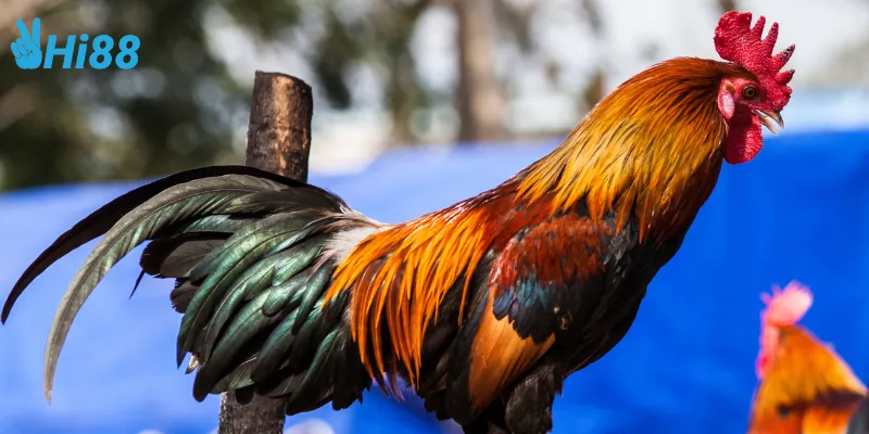 Điểm nổi bật của gà chiến vua sân cỏ