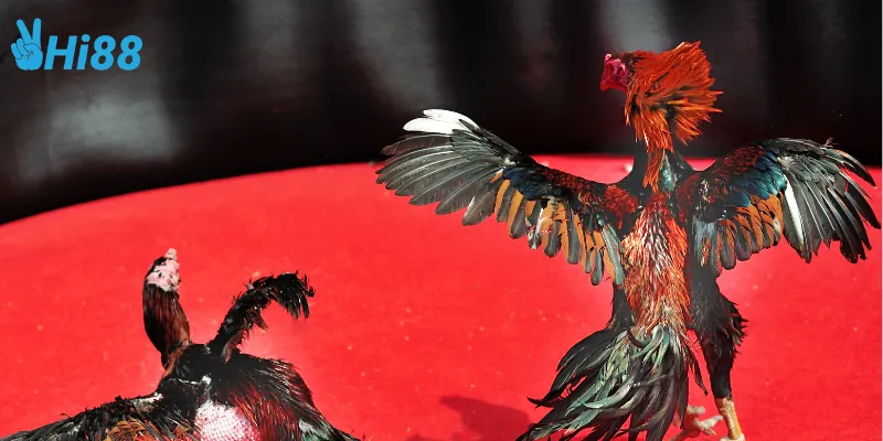 Giới thiệu đấu trường gà sắt Philippines