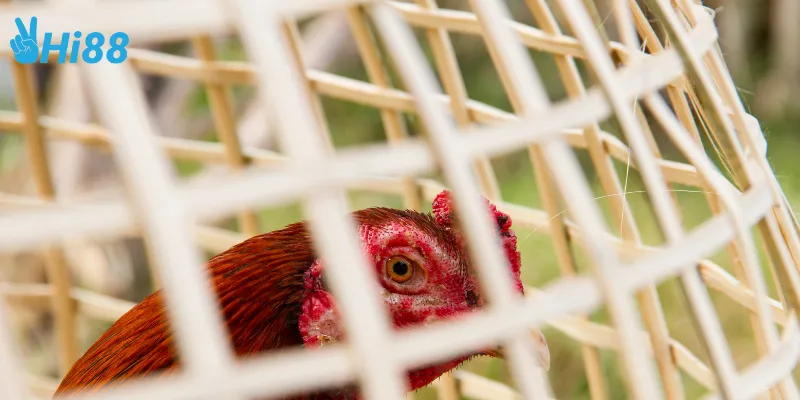 Giới thiệu gà chiến thắng nhanh