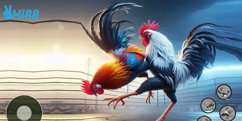 Giới thiệu về đá gà 3D mô phỏng