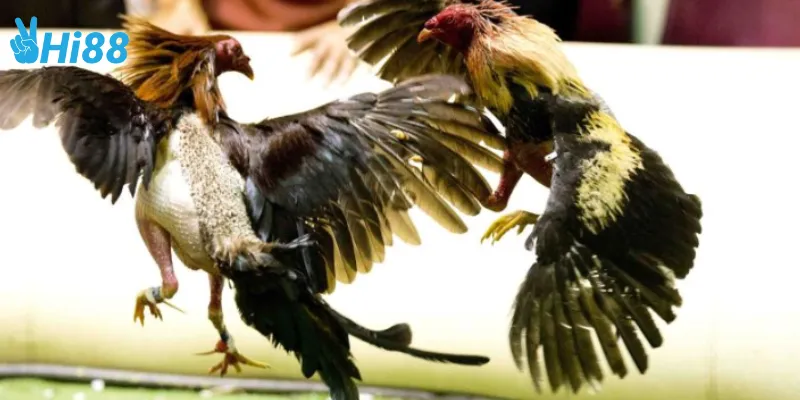 Giới thiệu về gà chiến thắng vàng Campuchia