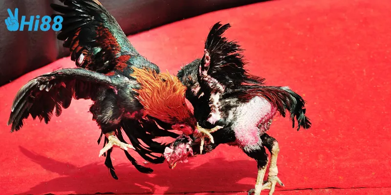 Hi88 cập nhật kết quả đấu trường gà sắt Philippines