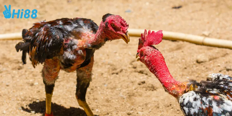 Mẹo cá cược đấu trường gà sắt Philippines 