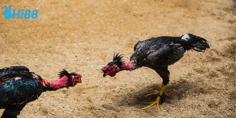 Những yếu tố ảnh hưởng đến kết quả cá cược đá gà sinh tử