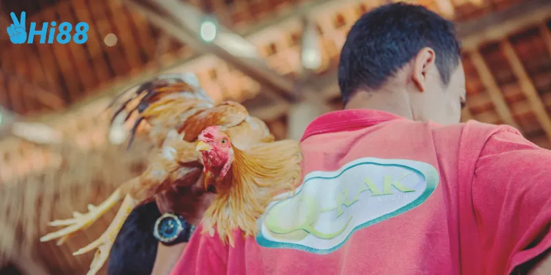 Quy trình tham gia đá gà sinh tử