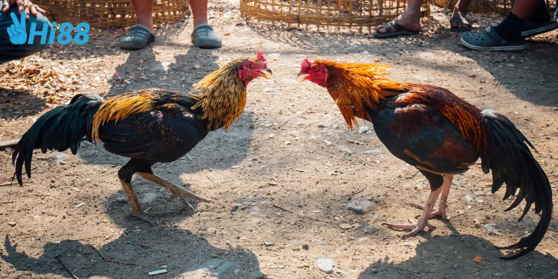 Sự khéo léo của đá gà hoàng gia quốc tế