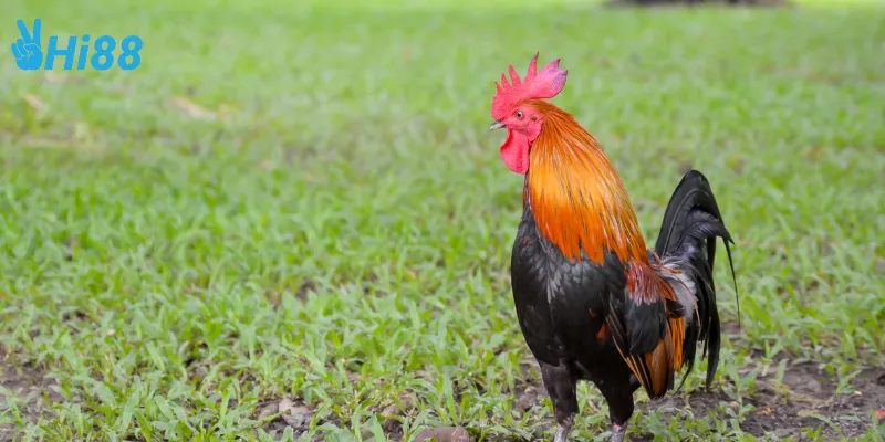 Sự phát triển mạnh mẽ của đá gà vua sân cỏ