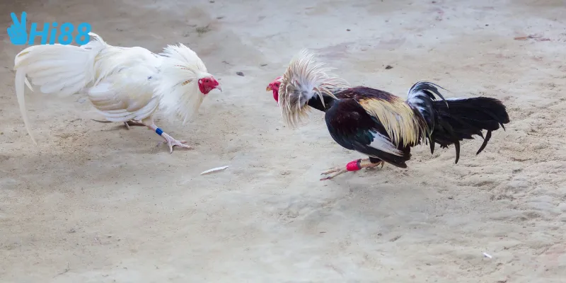 Tỷ lệ cược đá gà hoàng gia quốc tế cực hấp dẫn