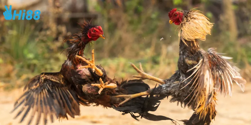 Yếu tố làm nên trận đấu gà tre kịch tính