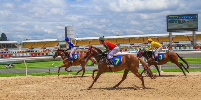 Game đua ngựa đặt cược trên SHBET luôn cập nhật tỷ lệ cược