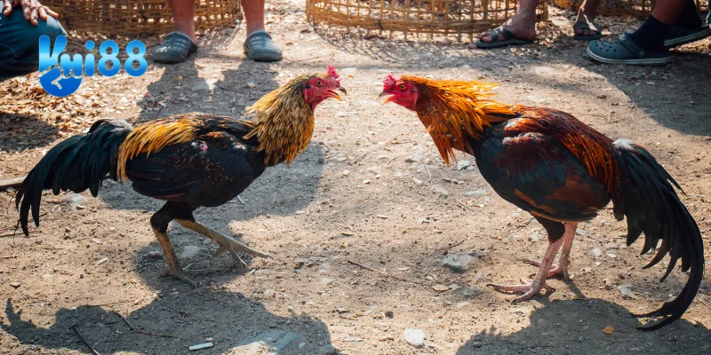 Cách chơi cơ bản đá gà cựa kim