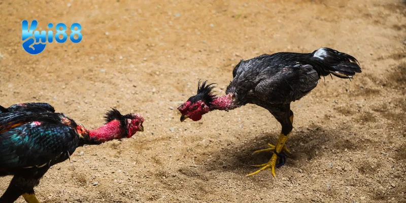 Chiến thuật chơi đá gà cựa kim