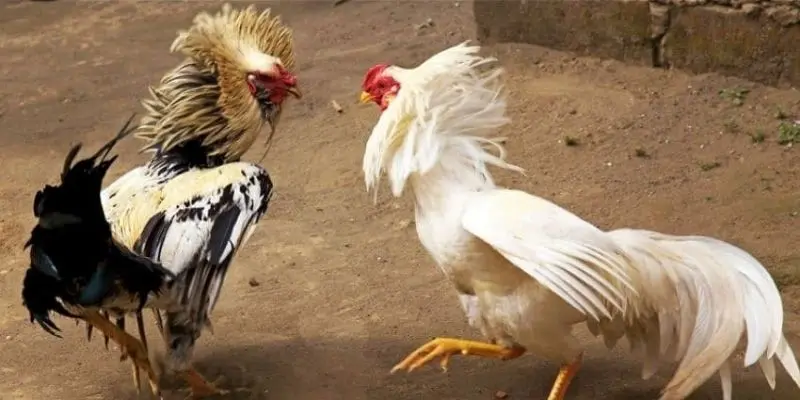 Đá gà C1 loại hinh thú vị nên tham gia cá cược