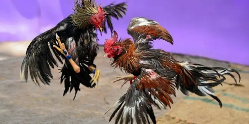 Chiến lược chơi đá gà C1 được nhiều người sử dụng