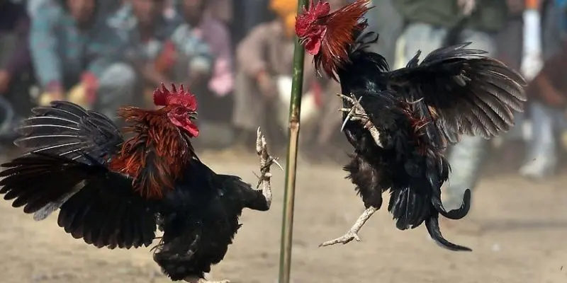 Cược đá gà C1 dễ thắng lớn khi chơi