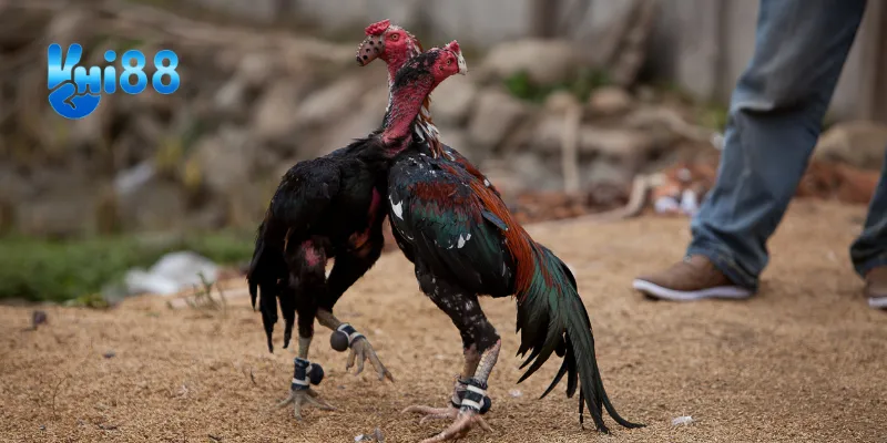 Lợi ích khi chơi đá gà cựa dao