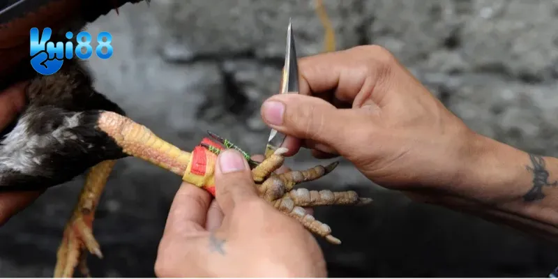 Top những chiến thuật chơi đá gà hiệu quả